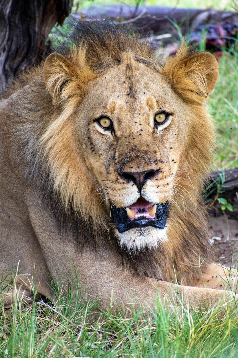 Close Up of a Male lion spotted on a moremi safari lying down and facing the camera