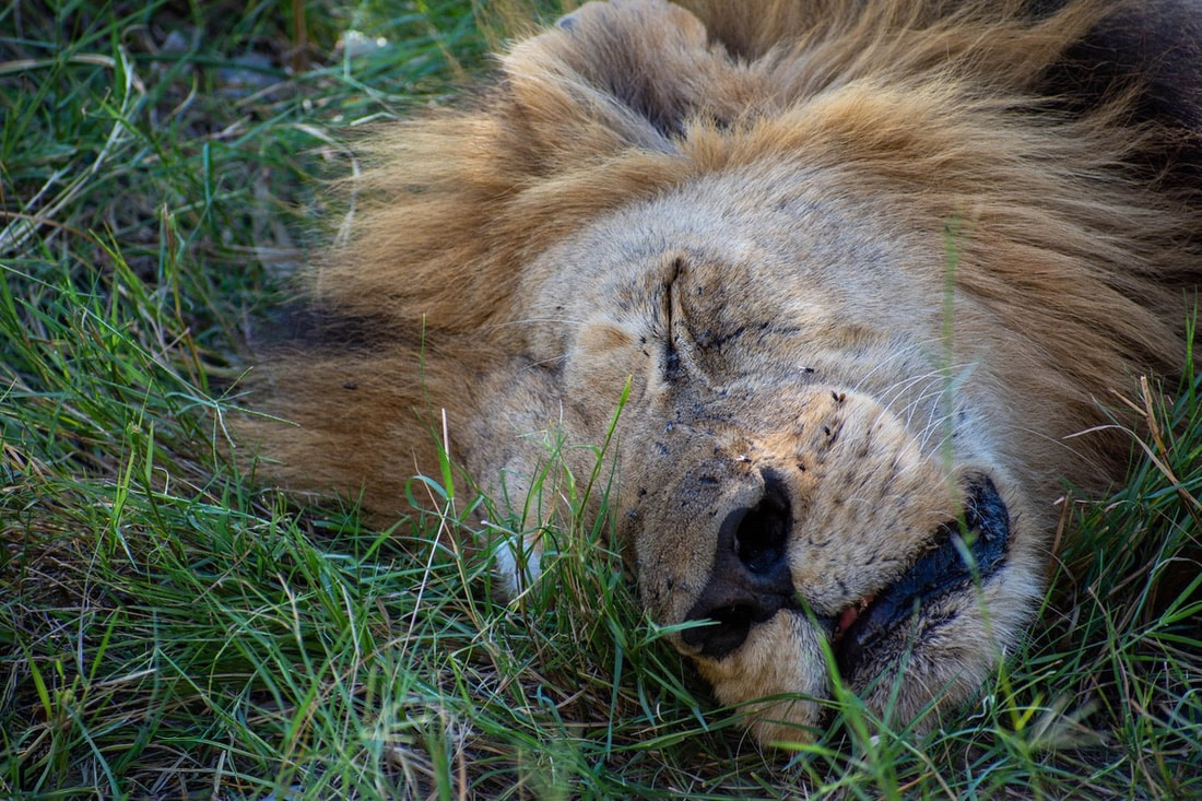 Close up of a Moremi Lion male sleeping facing the camera