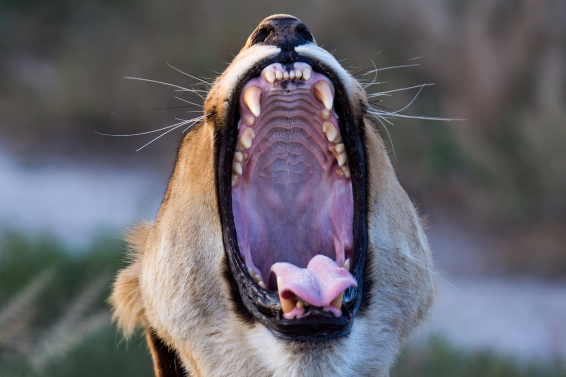 Close up of a lions mouth wide open as it yawns in a blurred background.