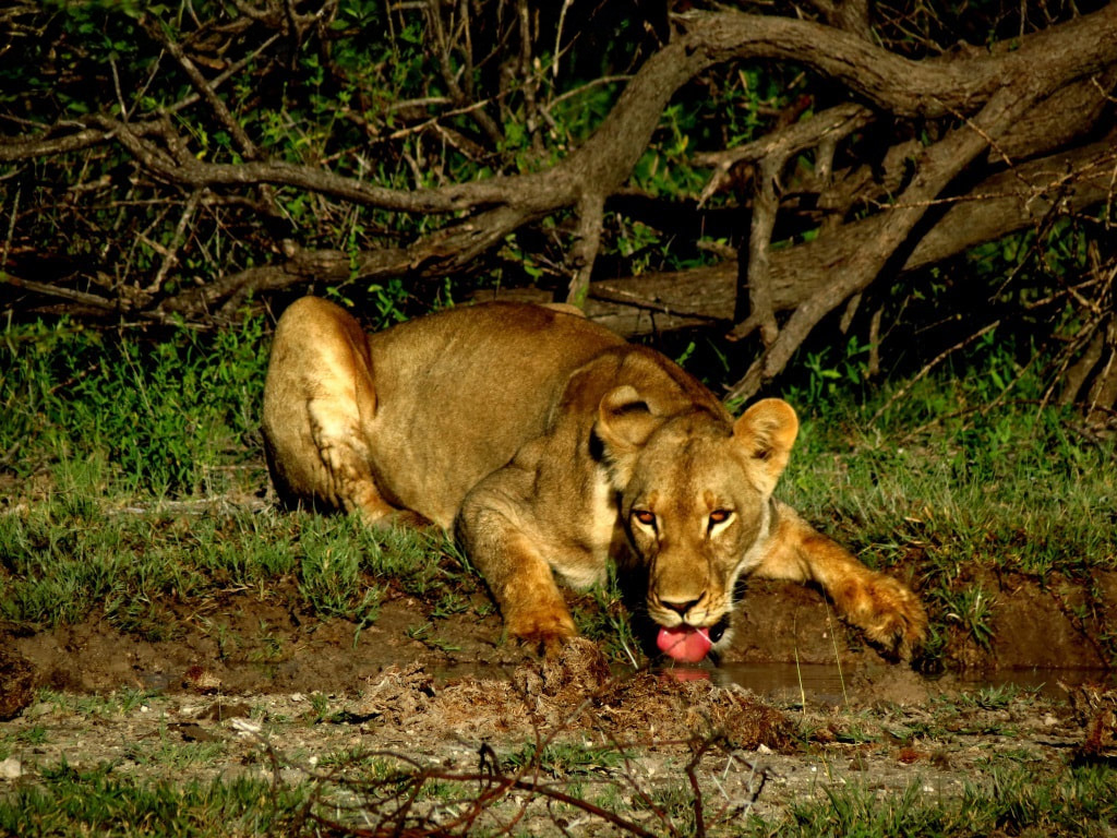 A lioness taking a drink of water on a night safari in Nxai