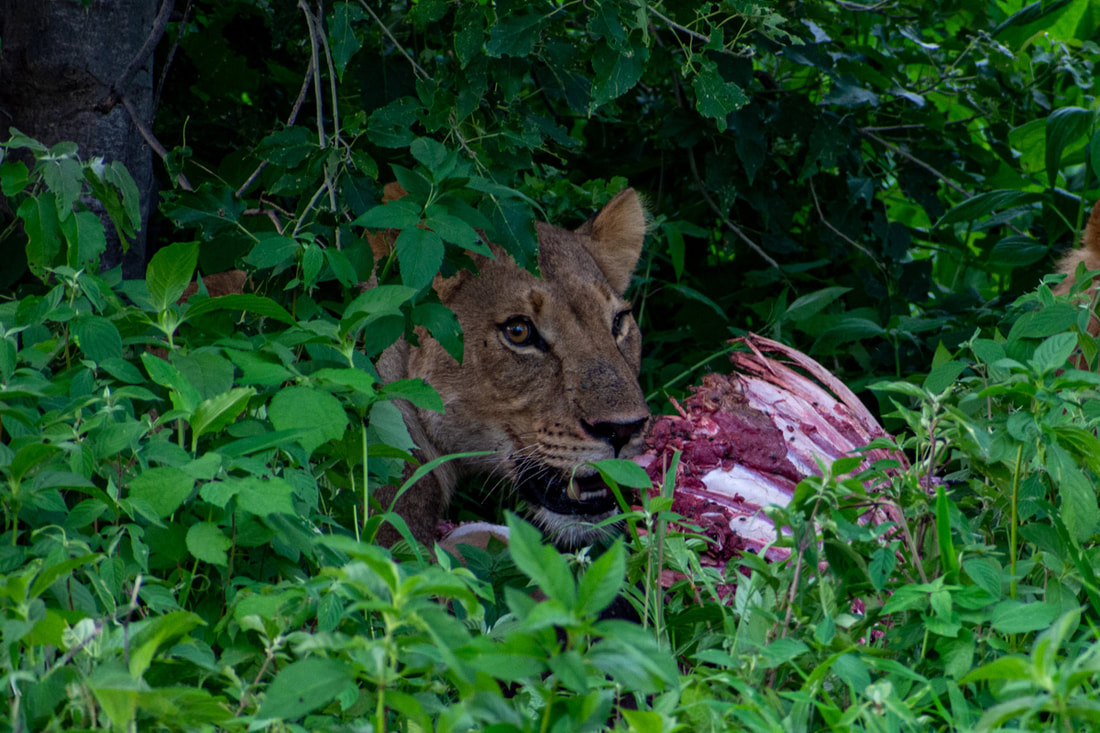 Lioness with her kill, hiding in some greenery in Botswana