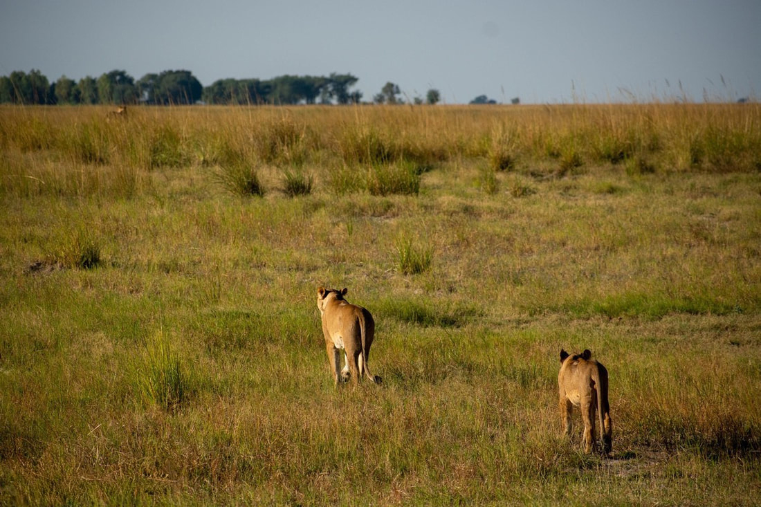 Two lionesses walking away from the camera person into a big open space surrounded by grass at Chobe
