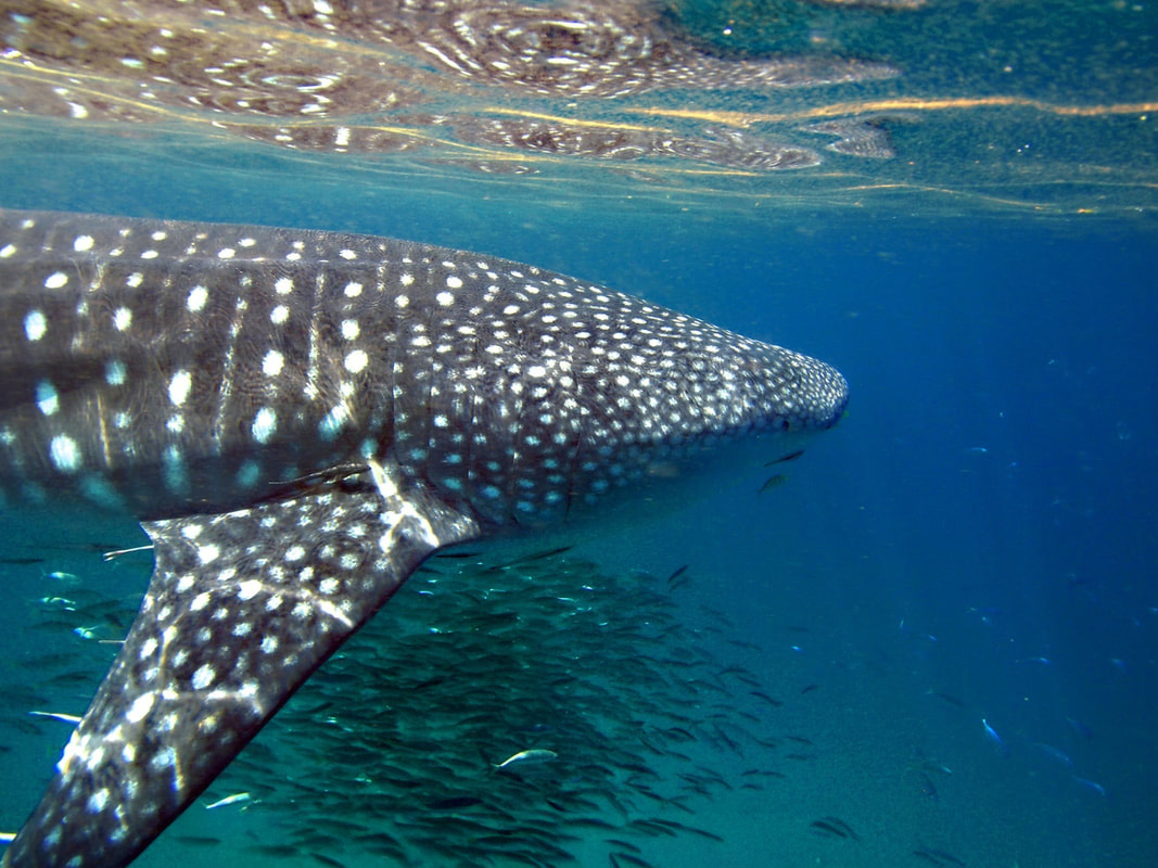 A whale shark in shallow clear water, as can be seen on Snorkel and Freediving excursions on Mafia Island