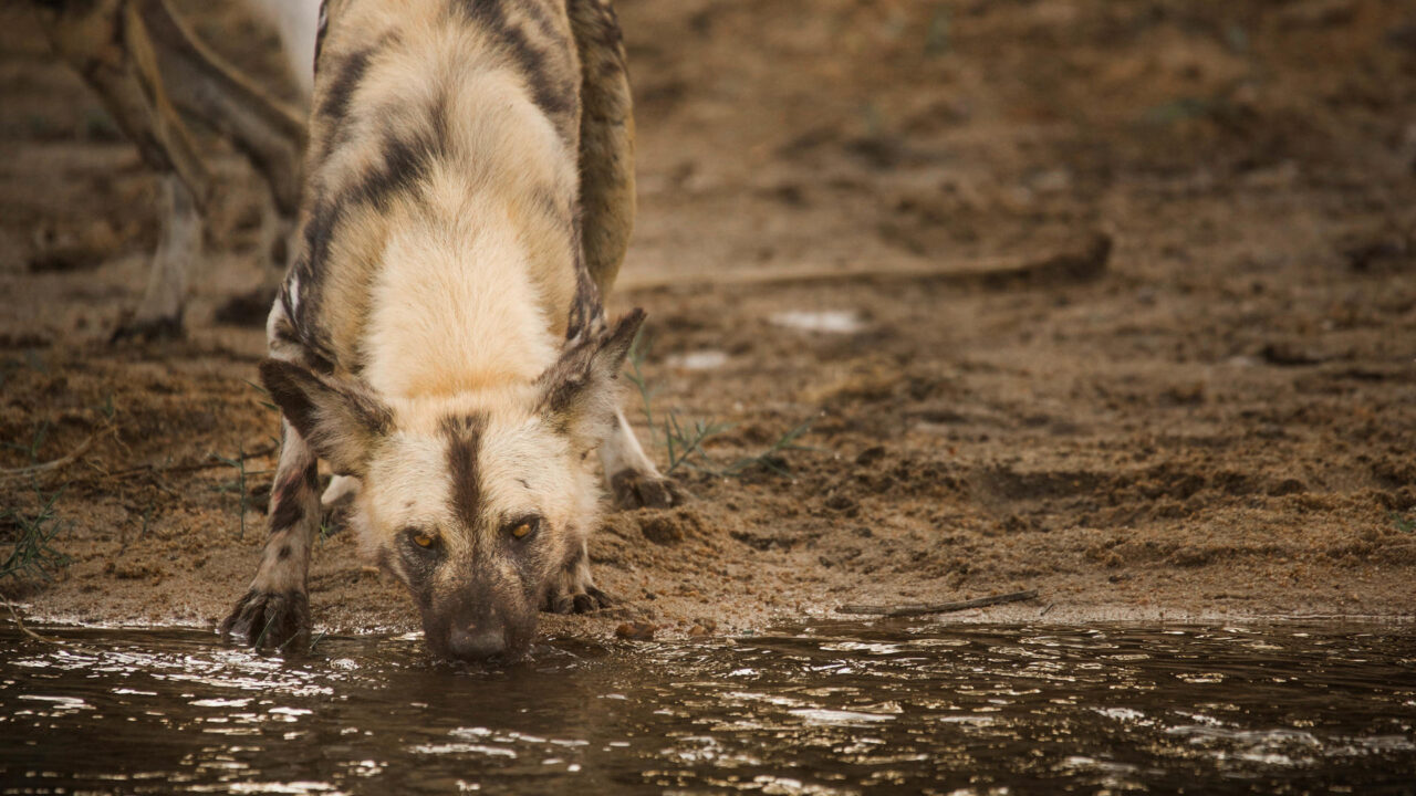 Wild Doge taking a drink and looking at the camera at the watering hole in Mala Mala