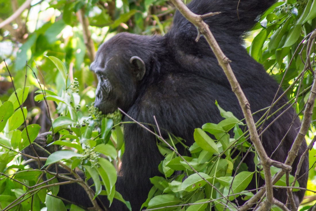 Mahale Mountain National Park, Tanzania - a male chimpanzee swinging gracefully in the trees, highlighting the rich wildlife of this renowned destination.