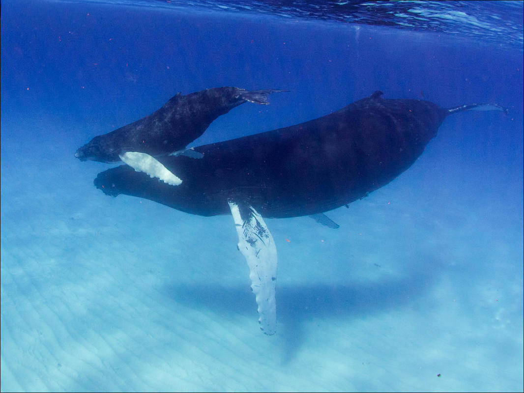 Mama Humpback Whale swimming downward in crystal clear waters with white sand at the bottom, baby just above her head, following her, at Turks & Caicos