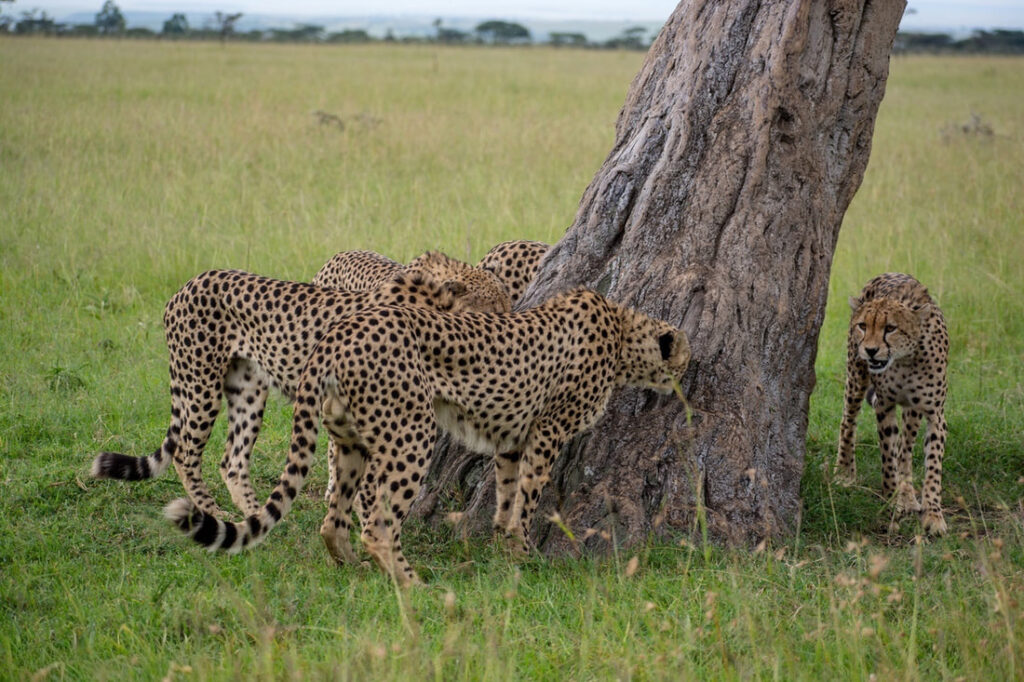 Cheetahs are the fastest land animal in the world and Africa's most endangered big cat.