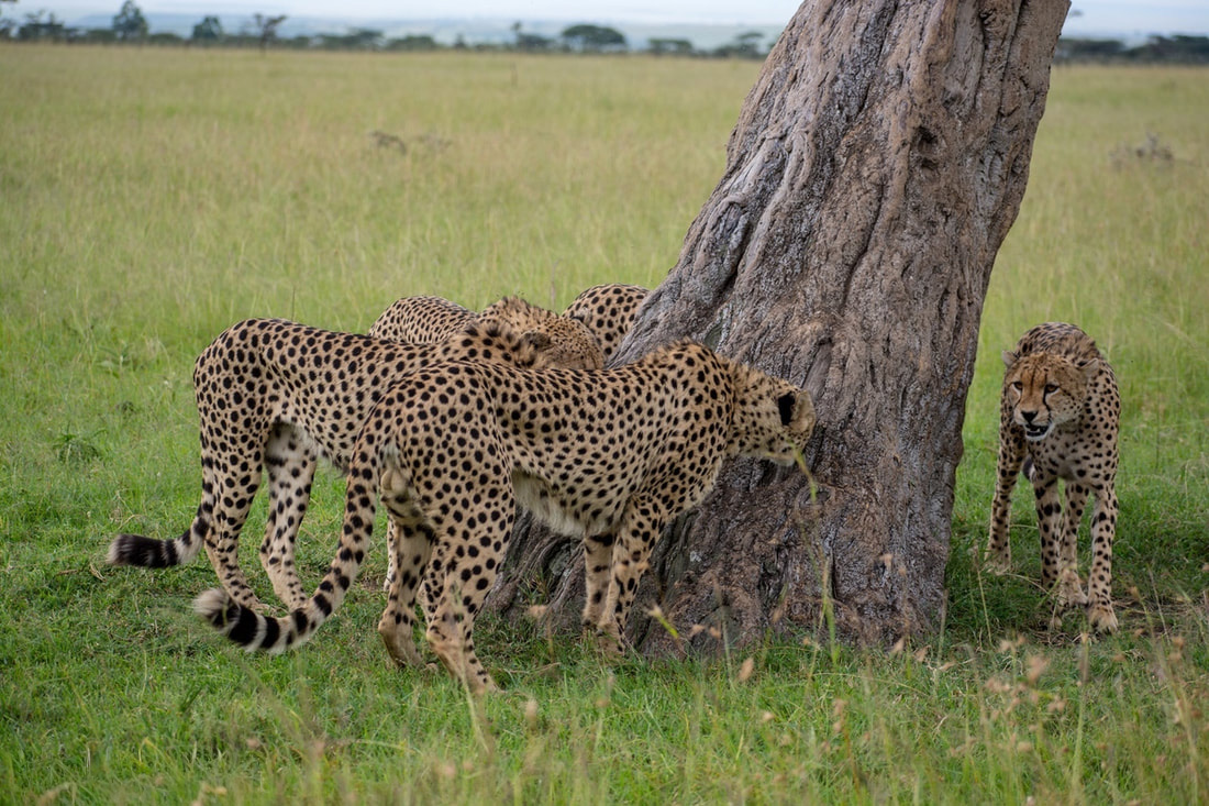 Cheetahs are the fastest land animal in the world and Africa's most endangered big cat.