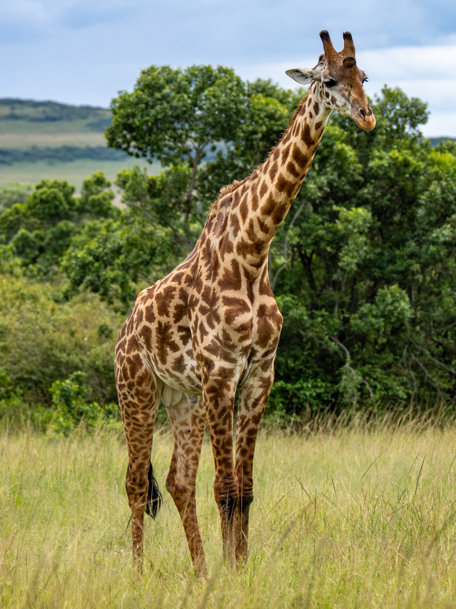Lone giraffe looking at the camera