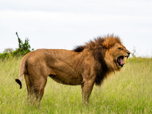 Male lion snarling in the Maasai Mara
