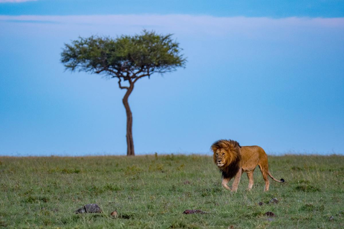 A lone male Lion, walking, with just a single tree in the image, blue skies for the back drop and green grass.