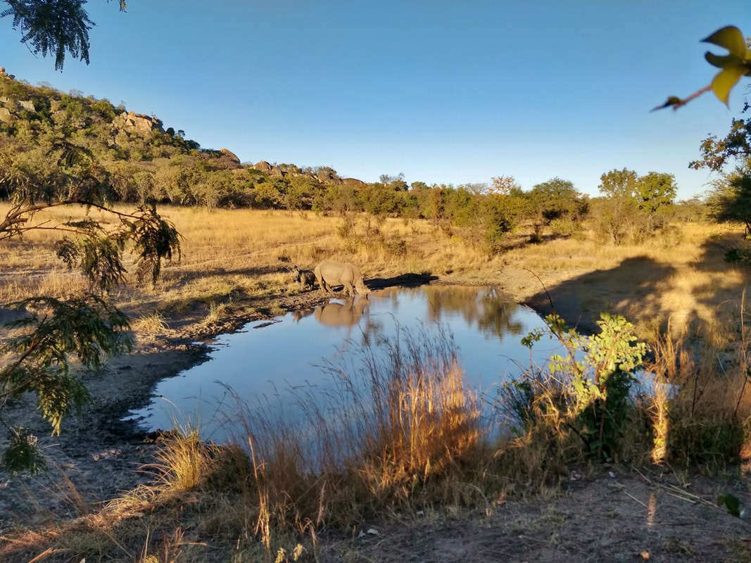 Rhino Mom and Calf at a watering hole that is surrounded by some trees in Matobo