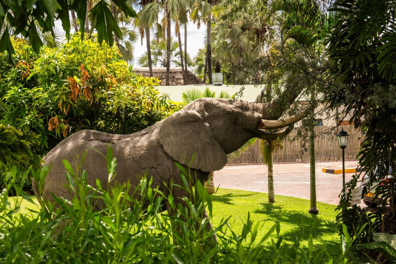 Maun Elephant taking a snack right outside the accommodation lodge.