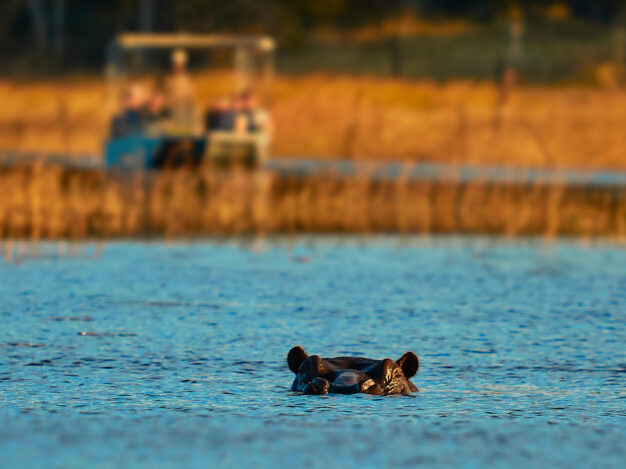 A Maun river cruise with a blurred boat in the background and hippo sticking its ears and forehead out the water in the foreground