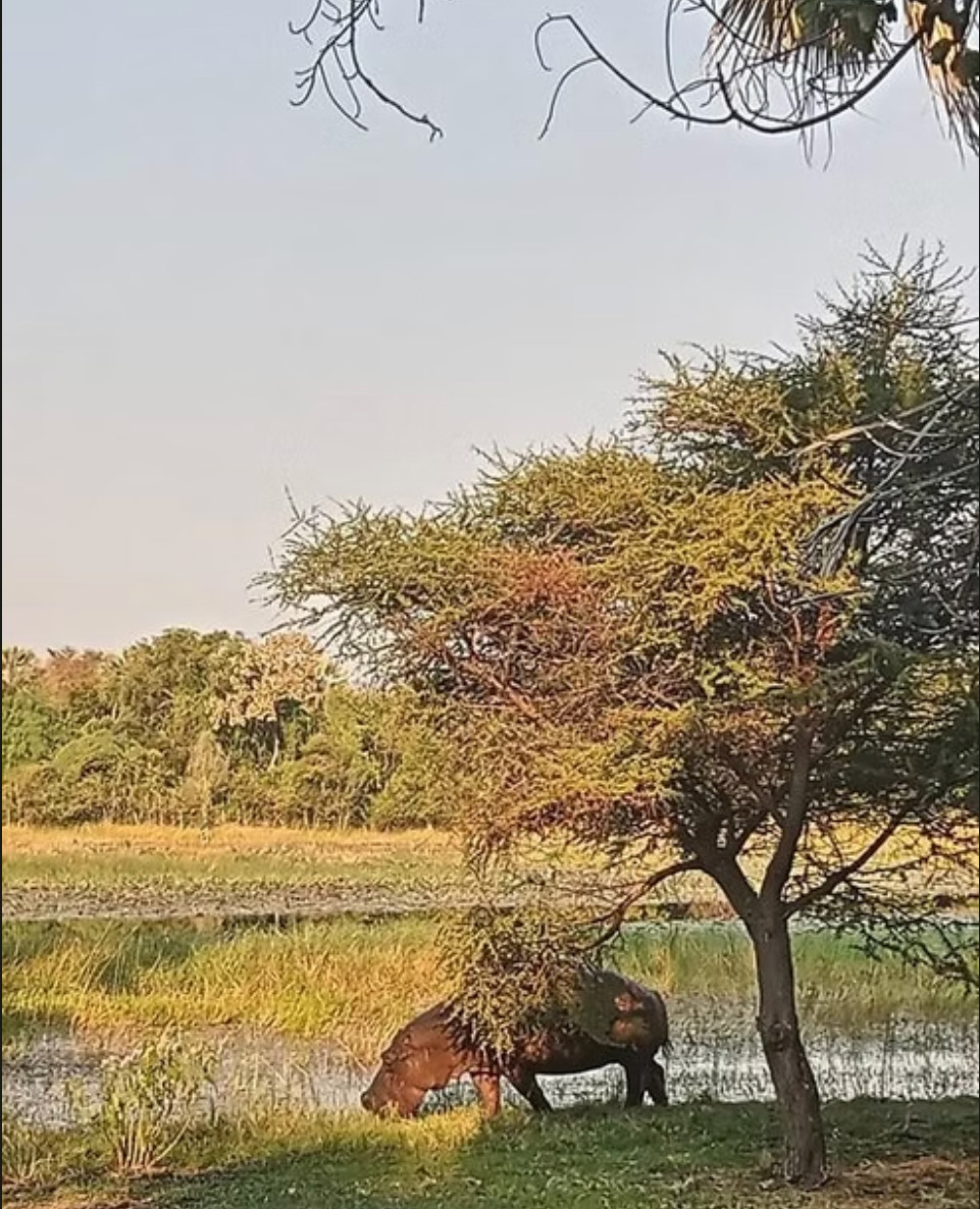 The resident hippo of the Maun accommodations, walking towards the river