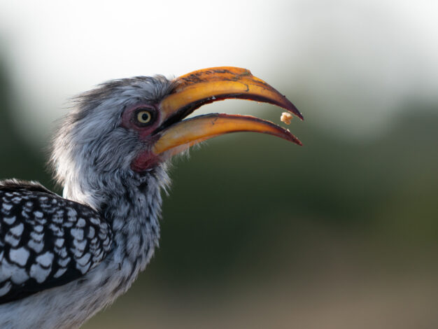 A close up side view of a maun Hornbill with a seed in it's mouth.