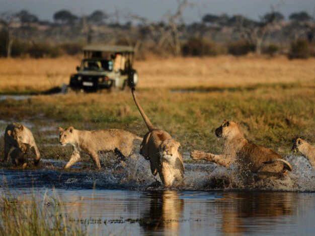 Lions playing in the water with a safari vehicle approaching from behind.