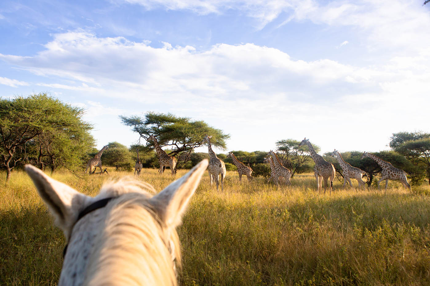 Horseback safari in Maun with Giraffes in the background