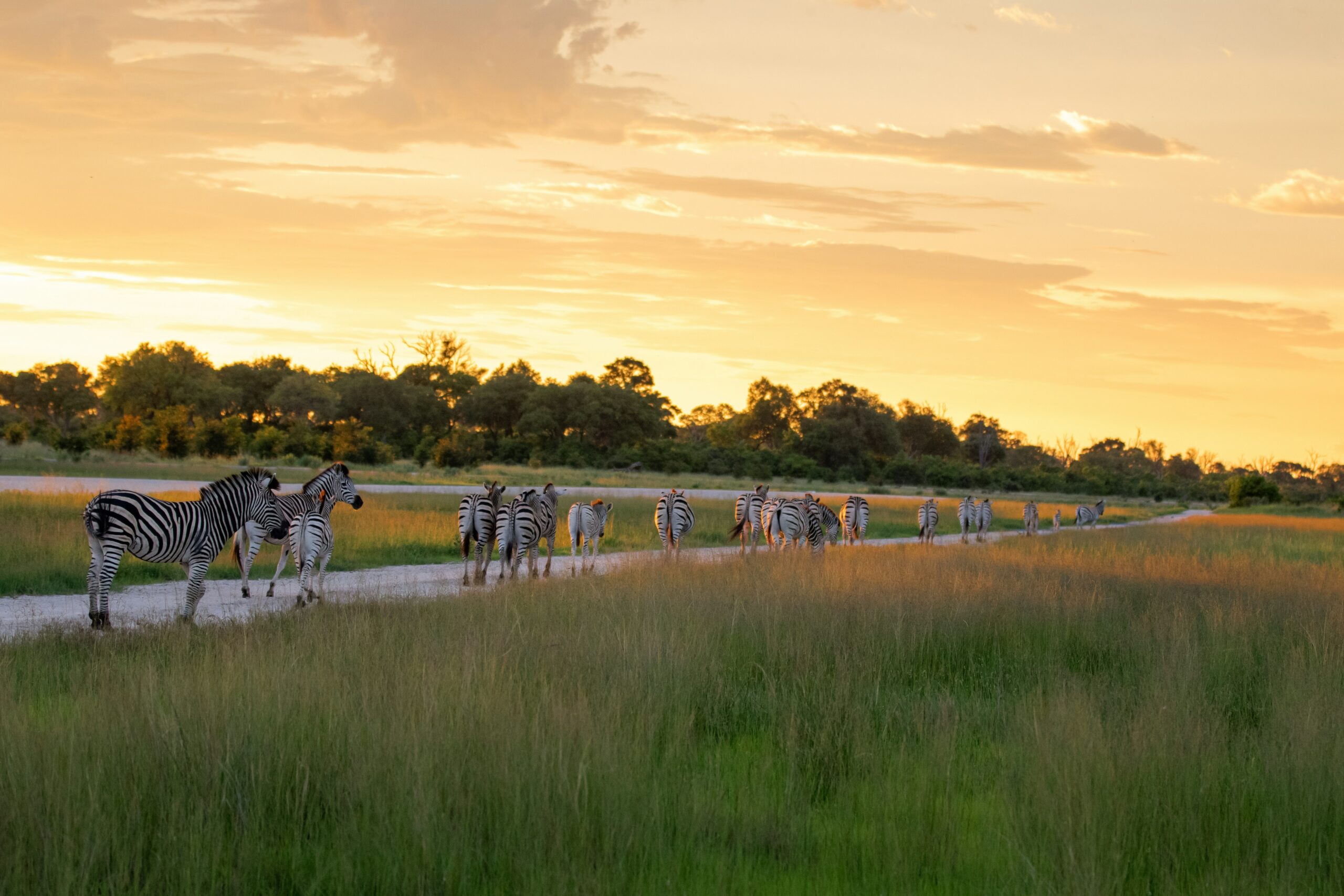 Zebras in Maun walking almost in single file along a road.