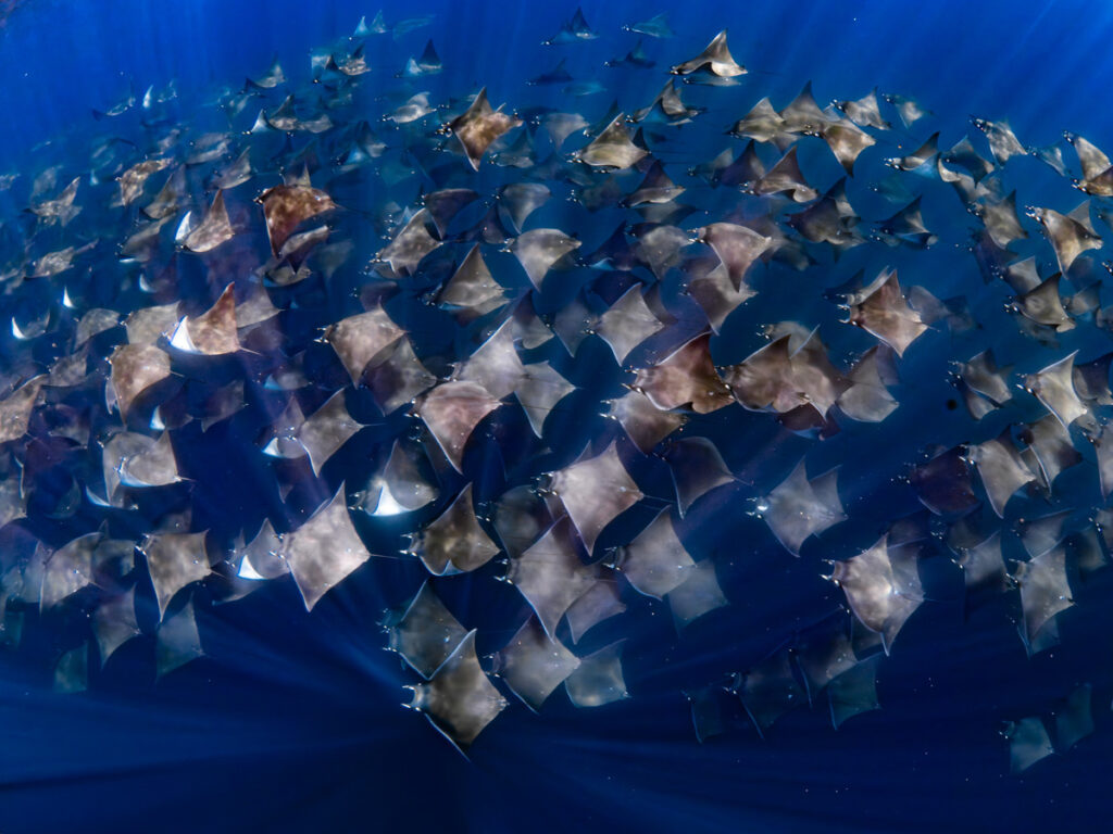 Flocking Mobulas for mating season in the mexico waters