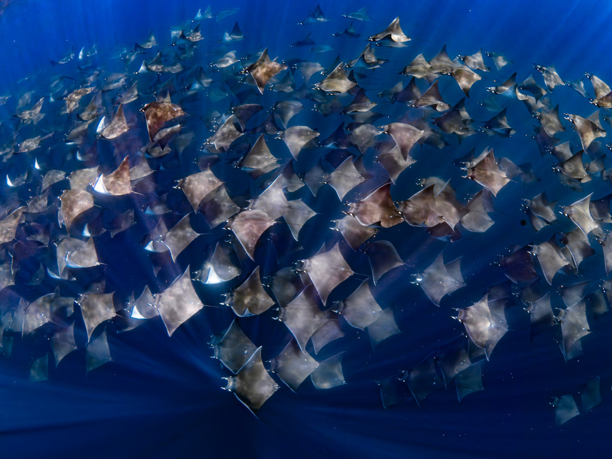 Flocking Mobulas for mating season in the mexico waters