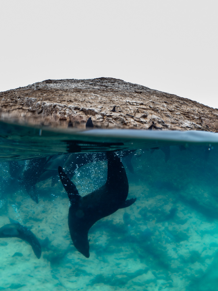 Seals at Mexico dancing in clear blue water.
