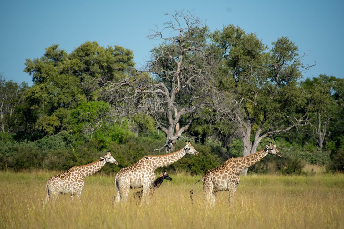 3 giraffes walking to the right, some trees behind them
