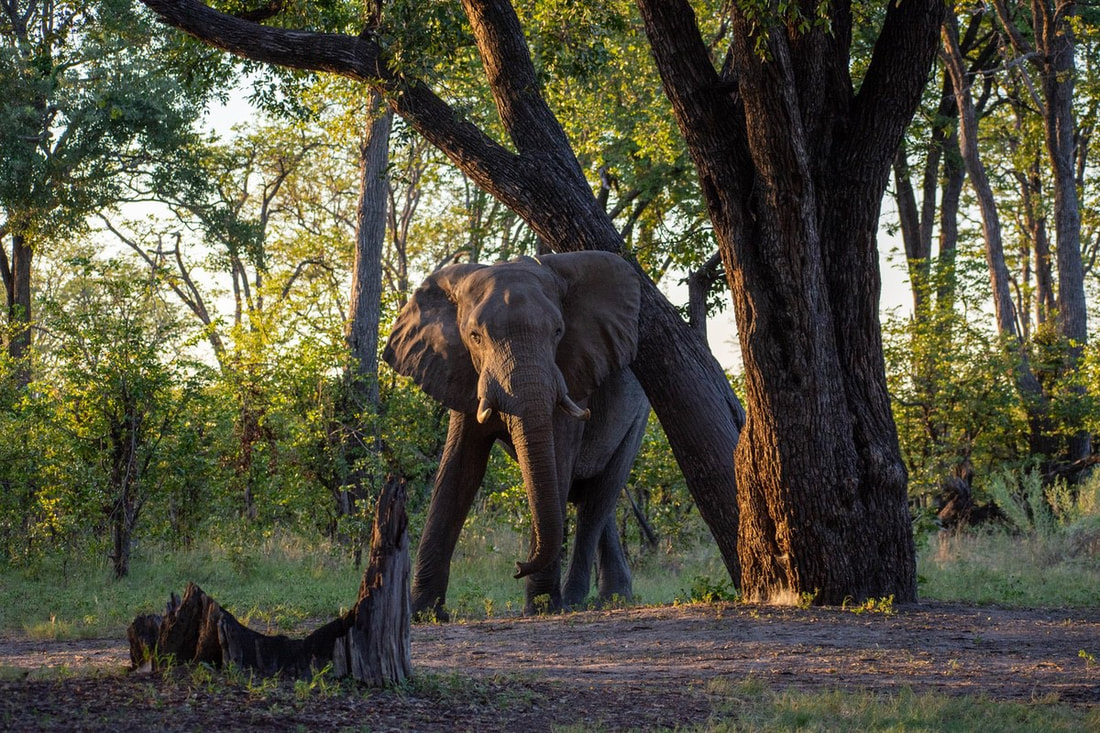A Moremi elephant bull in a shaded area scratching its back on a large tree