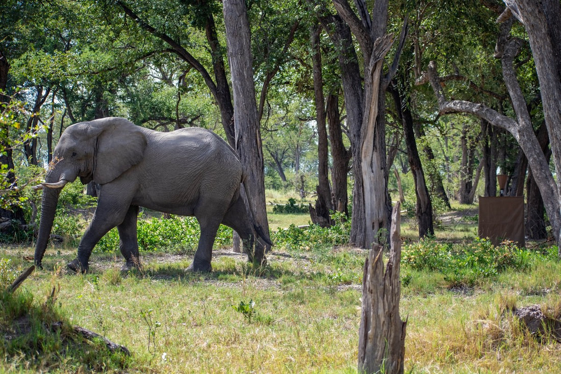 Elephant bull walking through some trees to the left.
