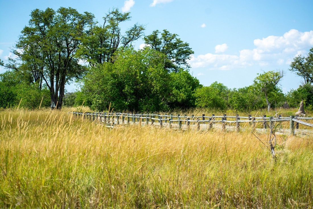 A wonderful Moremi Safari scenery with wooden bridge in a field of long grass and trees.