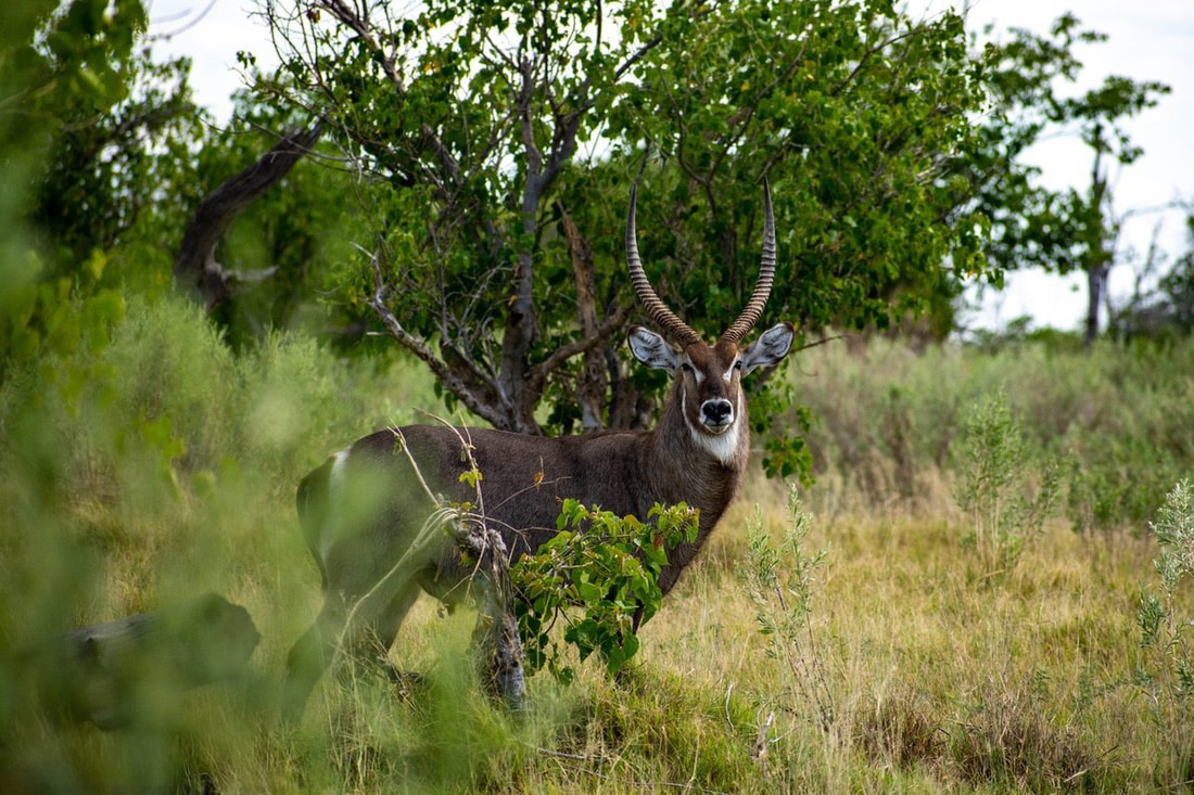 A Waterbuck half concealed by a bush. Waterbuck is a large and robust antelope, with straight sharp horns.