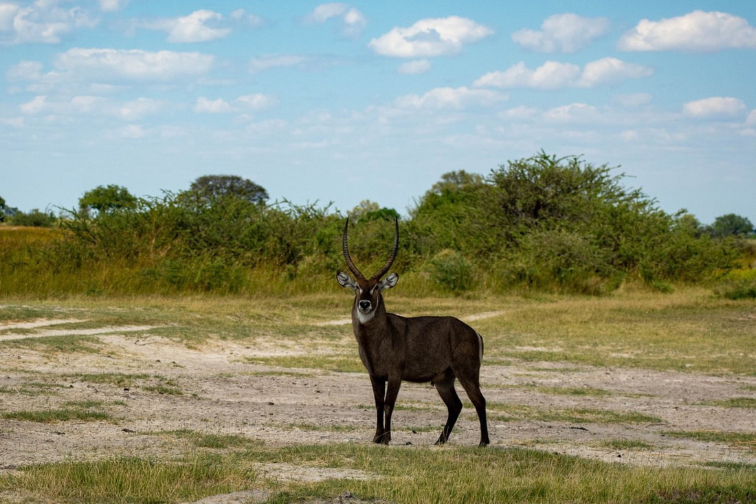 An amazing sight of a waterbuck in Moremi Botswana
