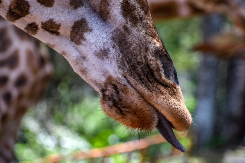 Close up of Giraffe Muzzle with black tongue sticking out.