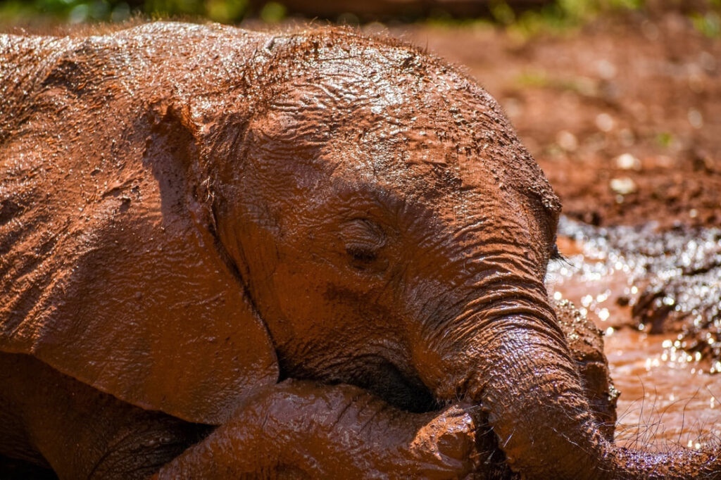 Baby Elephant covered in mud after a mudbath in Nairobi, Kenya.