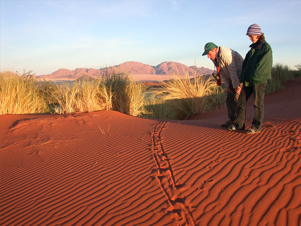 Guests inspecting animal tracks in the red sand on a walk in NamibRand