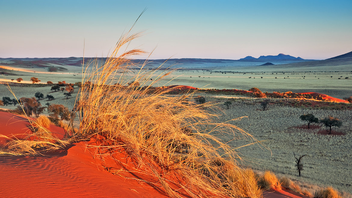 Red dune with a tuft of dry grass in the foreground contrasted by white sands in the rest of the frame showing NamibRand