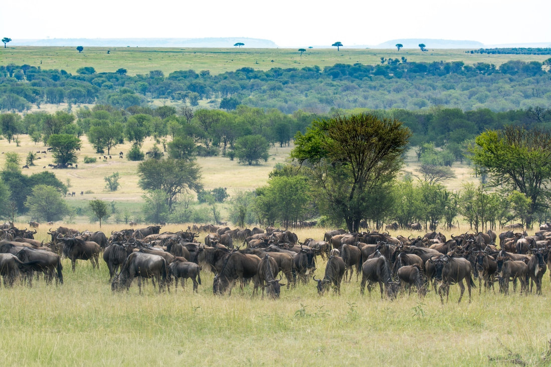 Large herd of Wildebeest grazing in a field with sporadic trees.