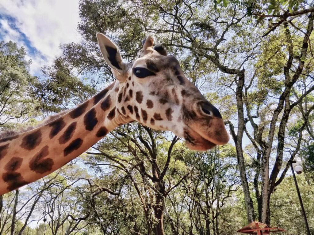 Nairobi Giraffe Sanctuary: A graceful giraffe in the sanctuary, offering a glimpse into the unique wildlife conservation efforts and close encounters with these majestic creatures.