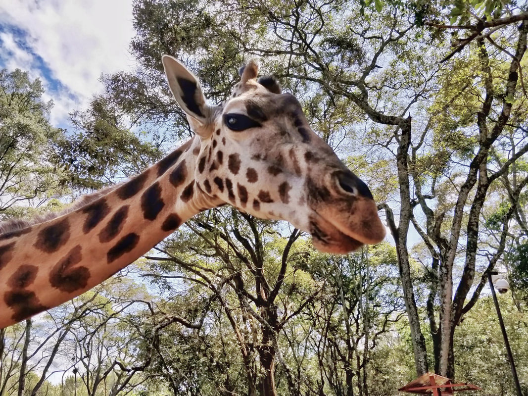 Nairobi Giraffe Sanctuary: A graceful giraffe in the sanctuary, offering a glimpse into the unique wildlife conservation efforts and close encounters with these majestic creatures.