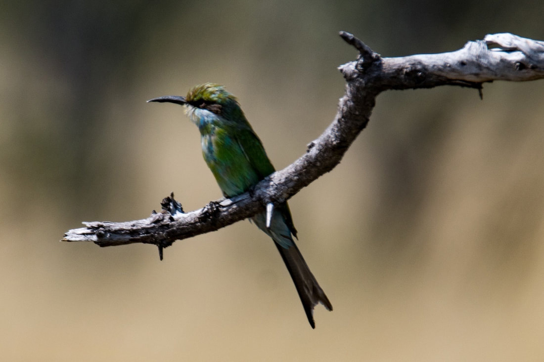 A magnificent Swallow-tailed bee-eater on a branch with a blurred back ground.