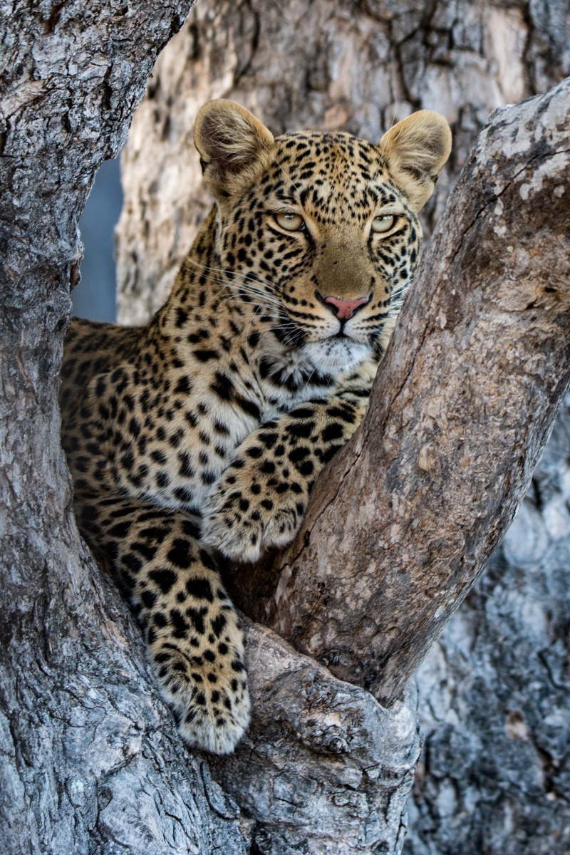 Leopard in a tree, one of Africas Big Cats in the Okavango Delta