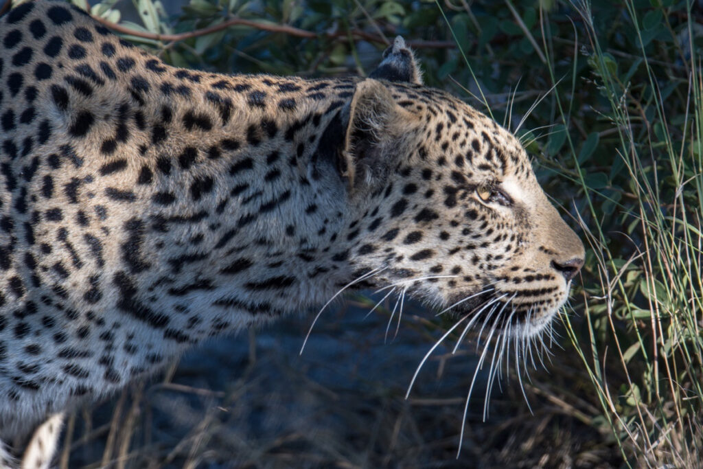 Leopard hunting in the shadows.