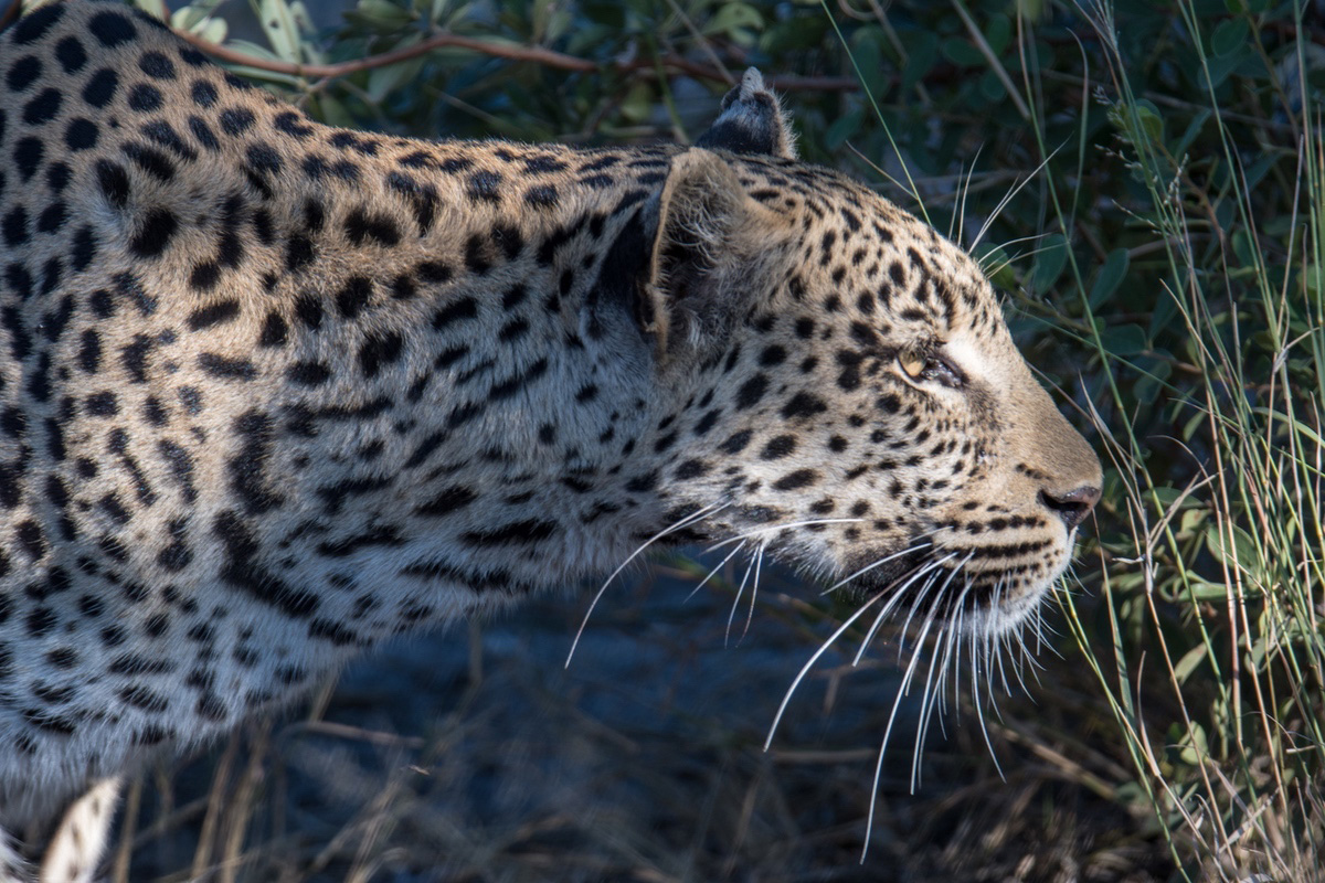 Leopard hunting in the shadows.
