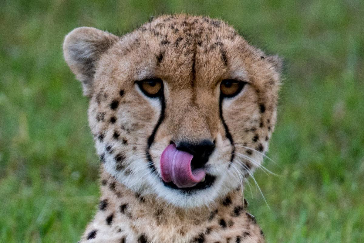 Cheetah looking straight at the camera licking its lips.