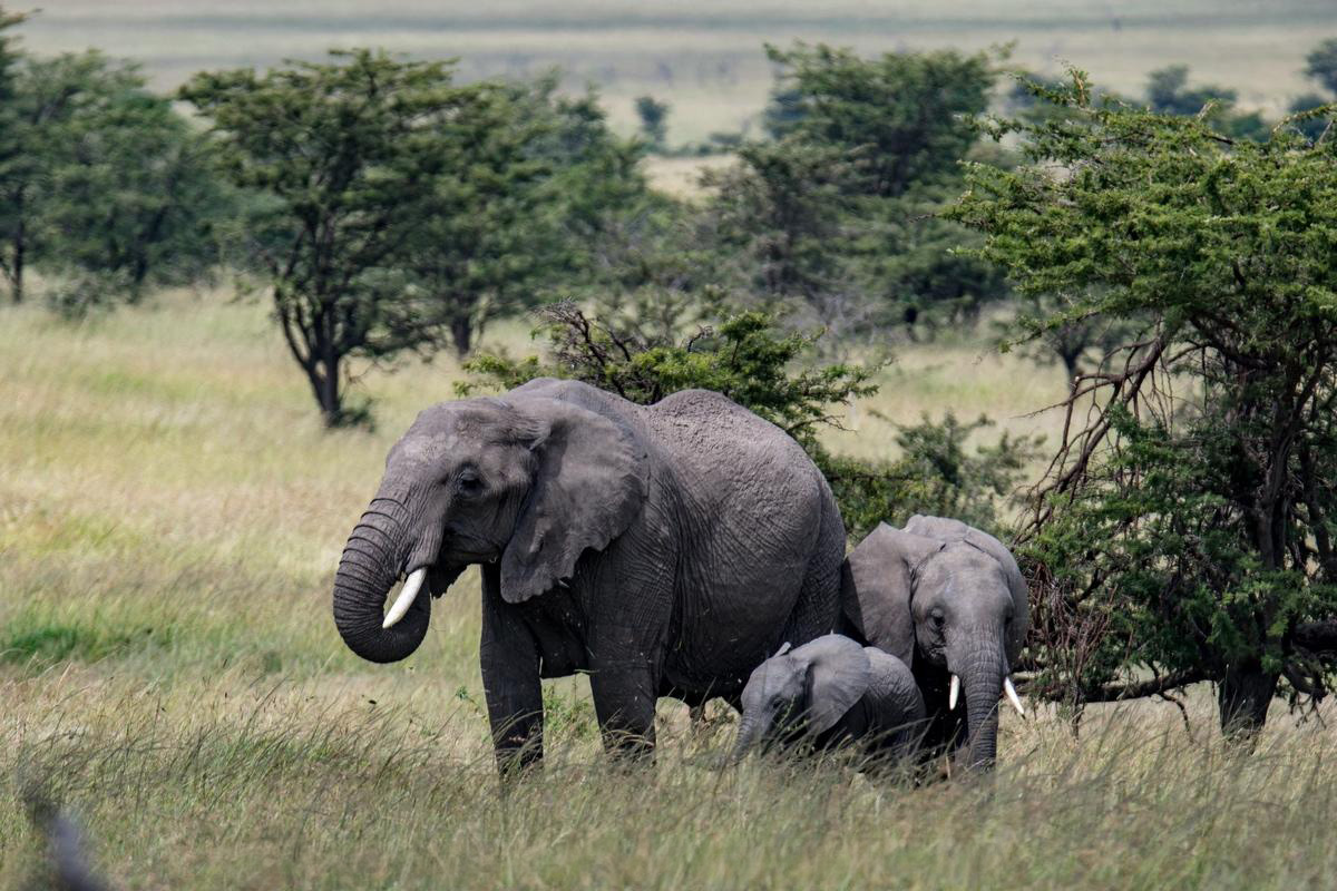 Elephant mom with 2 calves one bigger than the other standing next to an acacia tree.