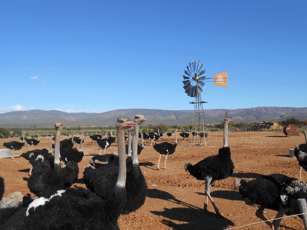 Oudtshoorn Ostrich