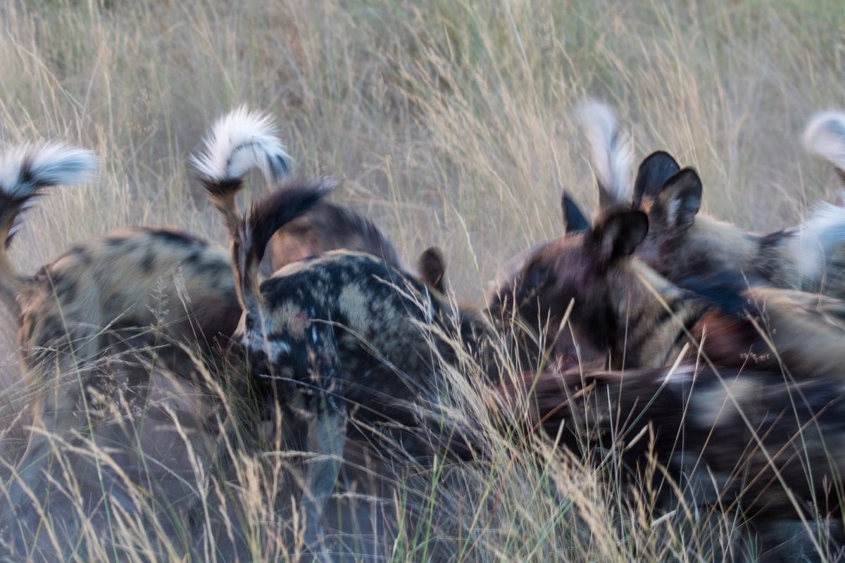 Pack of wild dogs on a kill