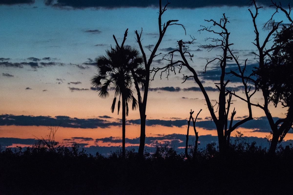 Beautiful silhouette of of a palm tree in Linyanti at sunset
