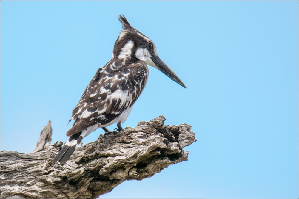 Close up of a Pied Kingfisher (Ceryle Bird) on a dead tree branch. Seemingly surveying his surroundings.