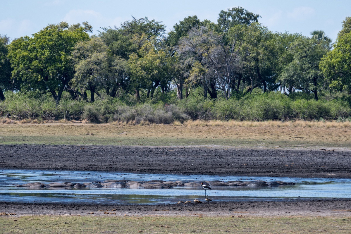 A pod of hippos with just their backs exposed out of the water